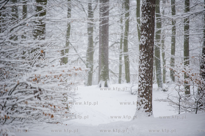 Sniezny zimowy dzien nad jeziorem Otominskim.
21.01.2016
fot....