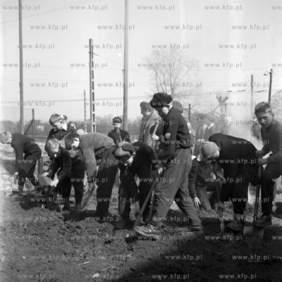 Młodzież przy pracach w przyszkolnym ogródku.
1962
0008484z
Fot....