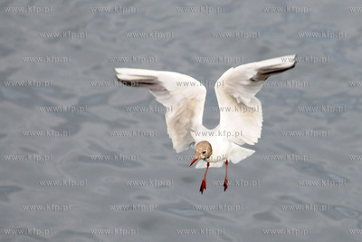 Mewa.
15.07.2012 fot. Andrzej J. Gojke / KFP