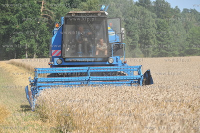 Zniwa pszenzyta na polach w Sulminie na Kaszubach....