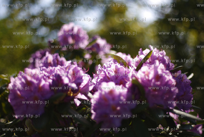 Klonowo Gorne na Kaszubach. Kwiaty rododendronu.
31.05.2009
fot....