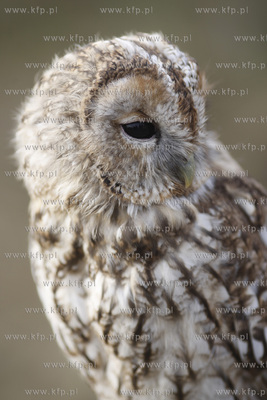 Pruszcz Gdanski. Festyn wojskowy z okazji 44 - lecia...