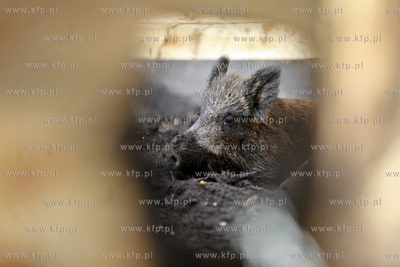 Gdansk. Odlownia dzikow w Parku Reagana.
27.02.2013
fot.Krzysztof...