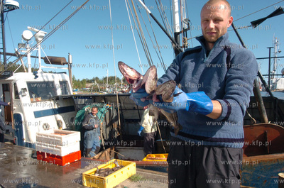 Ustka port, rozladunek zlowinych ryb z kutra Ust-122....