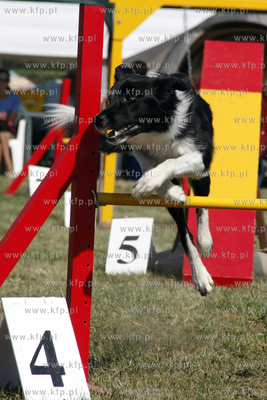 Sopocka Wystawa Psow Rasowych. W trakcie wystawy odbywaly...