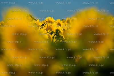 Sloneczniki z Ogrodzienca. 24.07.2012 fot. Pawel Marcinko...