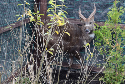 11.11.2013 o godz. 11:11 otwarto ZOO FARME W Debogorzu,...