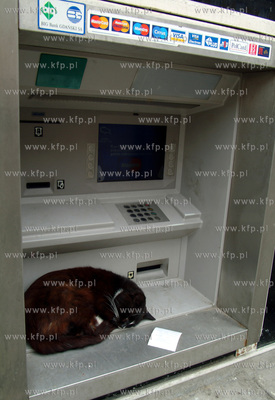 To sie dopiero nazywa SPAC NA FORSIE.
29.04.2003
fot....