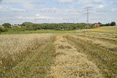 Gdańsk Kokoszki.Pole uprawne ze zbożem. Okolice ul....