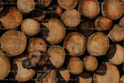 Trójmiejski Park Krajobrazowy. Lasy Oliwskie. Nz....