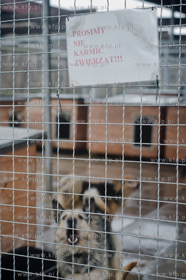 Gdansk. Schronisko dla bezdomych zwierzat Promyk. Akcja...