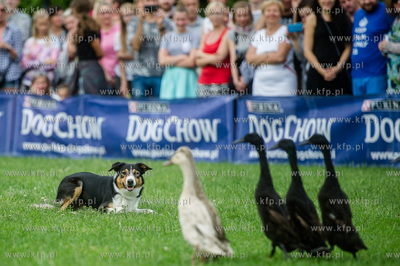 Sopot. Łazienki Połnocne. Zawody Latających Psów.
Nz...