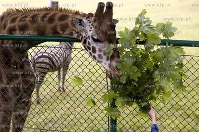 Gdańskie Zoo. Karmienie żyraf specjalnym tortem z...