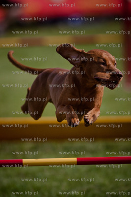 Sopot. Hipodrom. XX Miedzynarodowa Wystawa Psow Rasowych.
Nz...