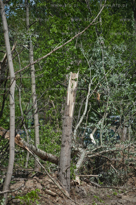 Gdynia Kolibki. Drzewa polamane przez burze.
19.05.2013
fot....
