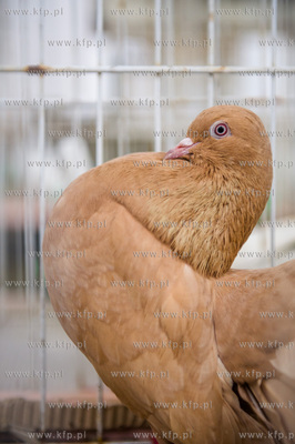 Zespol Szkol Rolniczych w Rusocinie. Wystawa Golebi...