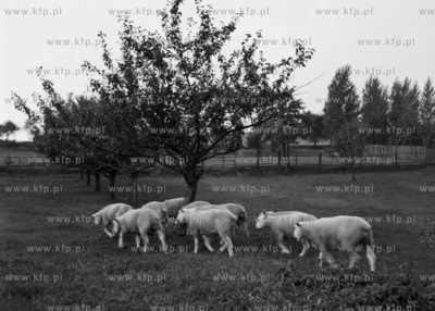 Pasące się na łące owce.
10.1969
3pazdziernik69_z.kosycarz_p7
Fot....