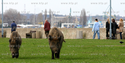 Dziki spacerujace beztrosko na Bulwarze Nadmorskim...