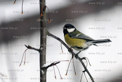 Zima w Miejskim Ogrodzie zoologicznym Wybrzeza w Gdansku...