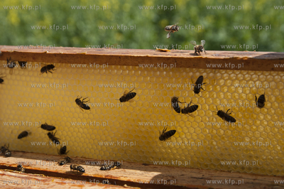 Pszczelarz pan Kazimierz Stosik podczas wiosennych...