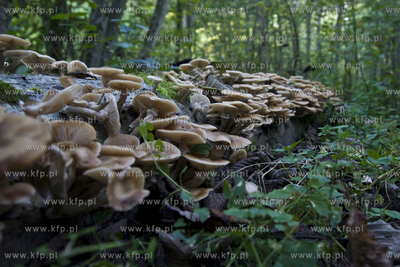 Babi Dol. Jar Raduni. 21.09.2014 fot. Pawel Marcinko...