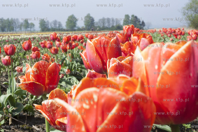 Zulawski Tulipan 2015. Tulipany rosnace na polach w...