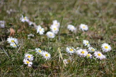 Stokrotki rosnące na poboczu ulicy Morskiej w dzielnicy...