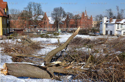 Wycinka drzew pod budowe nowej Trasy Slowackiego. Nz....