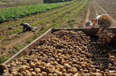 Wykopki ziemniakow na polu Bogdana Waldera we wsi Sulmin...