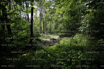 Trojmiejski Park Krajoobrazowy. Dolina Radosci. 12.06.2012...