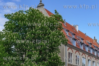 Kwitnące kasztany nad Motławą w Gdańsu. 13.05.2020...