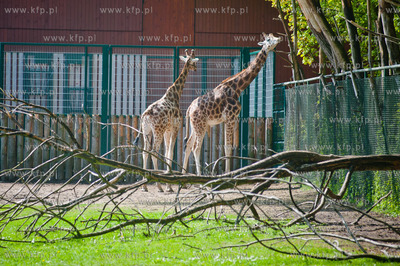 Gdansk. Oliwskie zoo.
Nz zyrafiarnia
14.05.2013
fot....