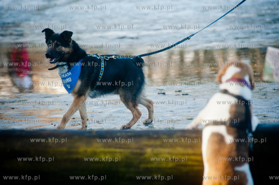 Gdynia. Polanka Redlowska. Pomorski Puchar Dogtrekkingu.
08.02.2014
fot....