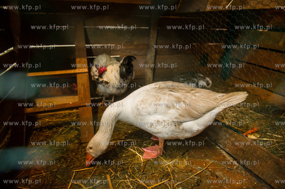 Gdansk. Zywa szopka Bozonarodzeniowa przy kosciele...