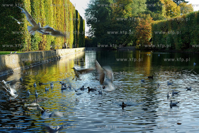 Gdansk Oliwa Park. Fragment parku z basenem parkowym....