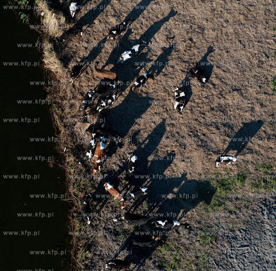 Wypas krow na polskich lakach. NZ laki i stado w okolicy...