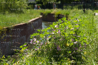 Gdansk Wrzeszcz, Park nad Strzyza.
03.07.2009
fot....