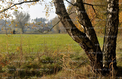 Sulmin na Kaszubach. Pola od strony lasu smegorzysnkiego.21.10.2012...