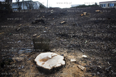 Wycinka drzew na skarpie przy ul. Sienkiewicza w Gdyni....