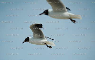 Sopot. Plaza miejska. Mewy latajace nad plaza.
13.07.2011
fot....