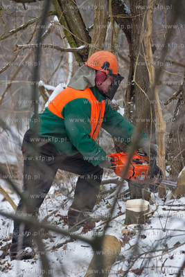 Gdansk. Oliwa. Wycinka drzew pod budowe Pomorskiej...