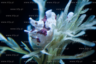 Akwarium Gdynskie Morskiego Instytutu Rybackiego -...