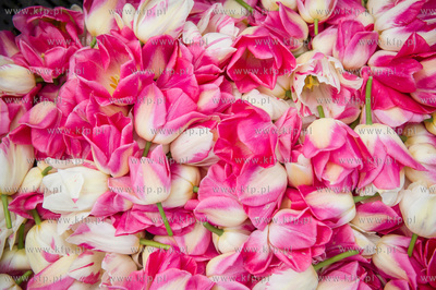 Mokry Dwor. Przygotowania do kolejnej edycji imprezy...