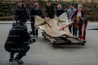 Gdansk. Uniwersytet Gdanski. Rozladunek szkieletu pletwala...