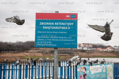 Gdańsk. Stada mew i gtołębi na zbiorniku retencyjnym...
