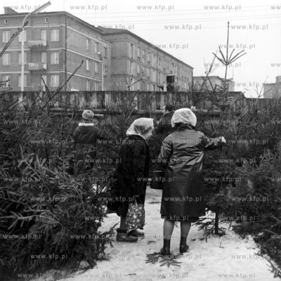 Przedswiateczna sprzeda choinek w Gdansku. 
15.12.1973
3grudzien73_z.kosycarz_p25
Fot....