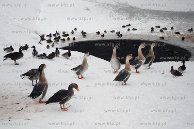 Zima w Miejskim Ogrodzie zoologicznym Wybrzeza w Gdansku...