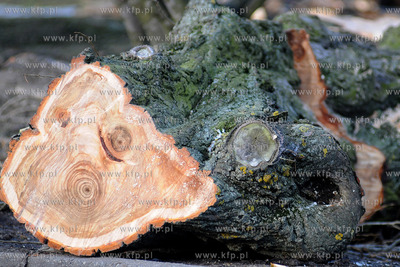 Rozpoczela sie wycinka starych, chorych i zagrazajacych...