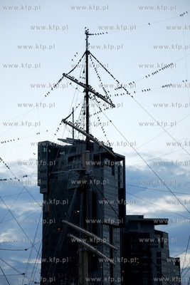 Tysiace ptakow przeslonilo w sobote wieczorem niebo...