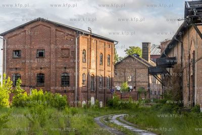 Botaniczny Pruszcz. Spacer badawczy śladem roślin...